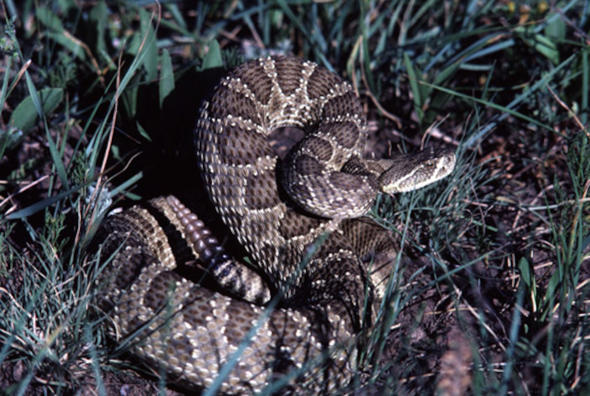 The Prairie Rattlesnake is the only venomous snake native to South Dakota. Their color varies from light brown to green, with a yellowish belly. They are recognizable by not only the rattles at the end of their tails, but also by their triangular-shaped head. Several sightings have occurred across Ellsworth due to higher amounts of precipitation and increased temperatures. (Courtesy photo/www.nps.gov)