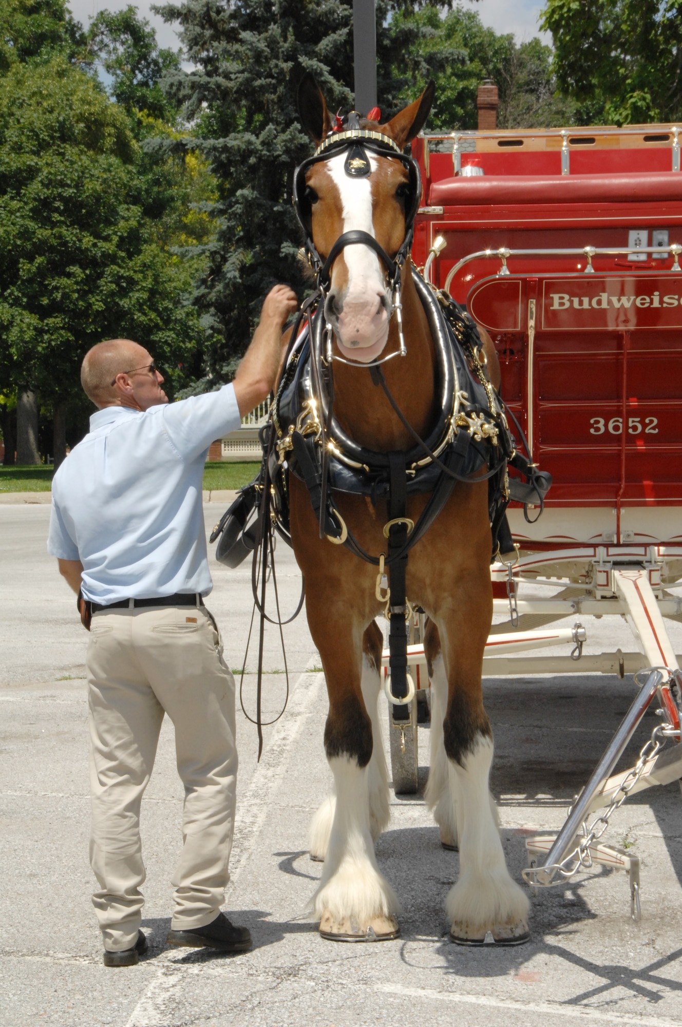 Pete Peterson, Budweiser Clydesdales Team supervisor, hitches one of the horses to a wagon. After all of the horses were hitched, they trotted past General’s Row and the parade grounds here. (U. S. Air Force Photo By/Dana P. Heard)