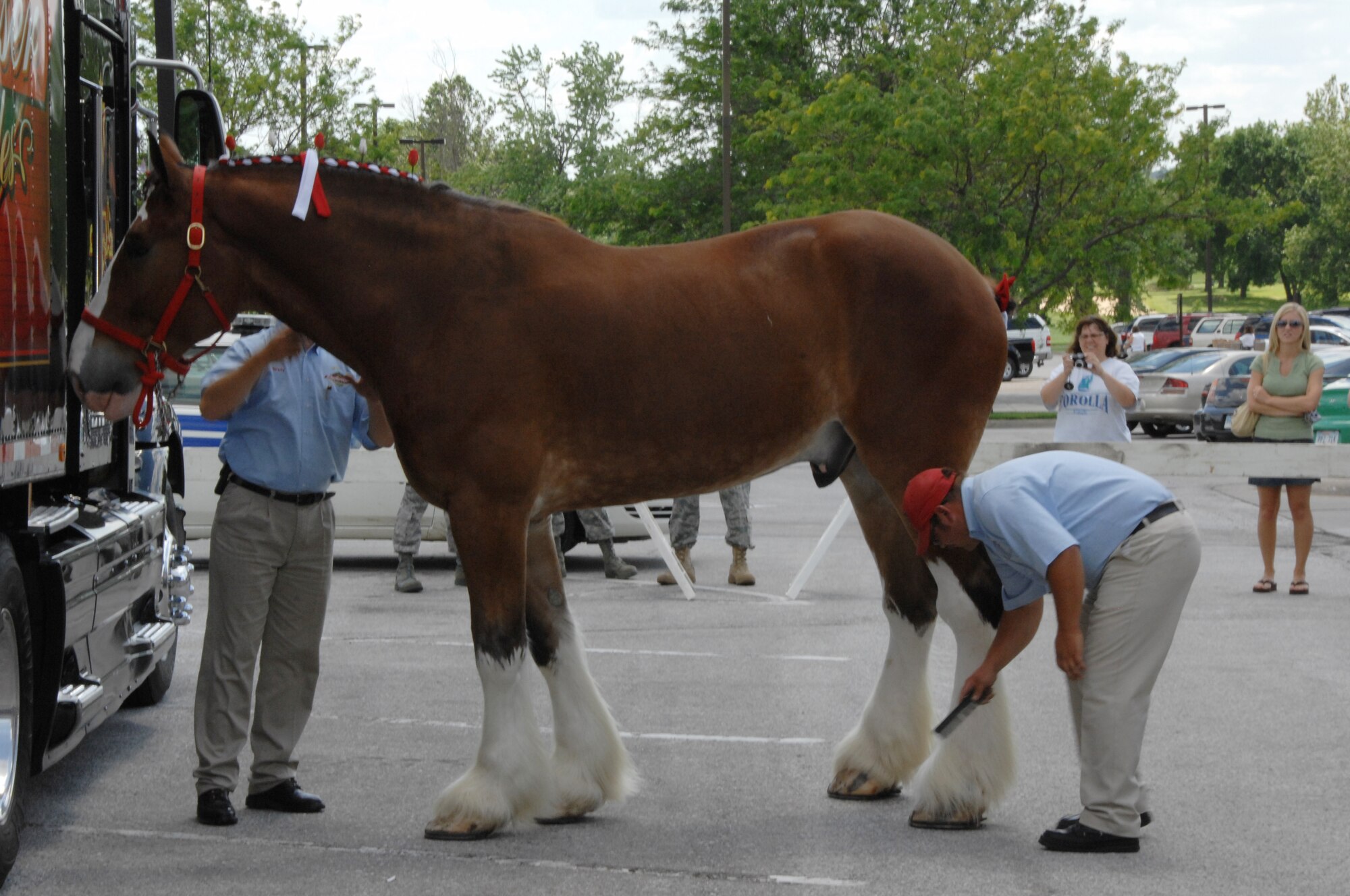 Members of the Budweiser Clydesdales team groom one of the horses before hitching him to a buggy. The Budweiser Clydesdales were at Offutt to salute the military. (U. S. Air Force Photo By/Dana P. Heard)