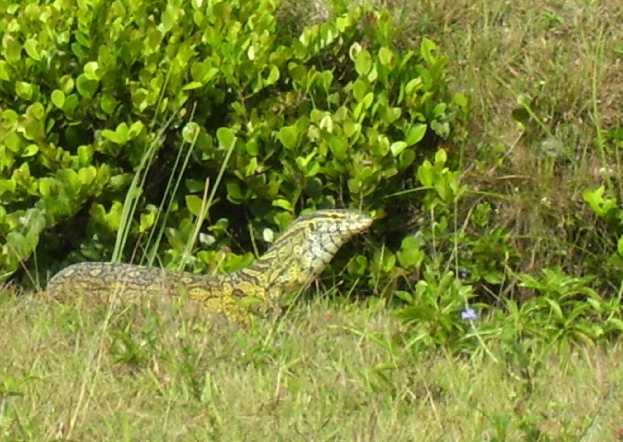 A 6-foot long Nile Monitor Lizard was recently spotted basking along a canal bank at Homestead Air Reserve Base. Homestead Air Reserve Base’s proximity between Everglades National Park and Biscayne National Park makes for a diverse array of wildlife which calls the installation’s hundreds of acres of both woodland and wetlands home. (Photo by Ileana Burns) 