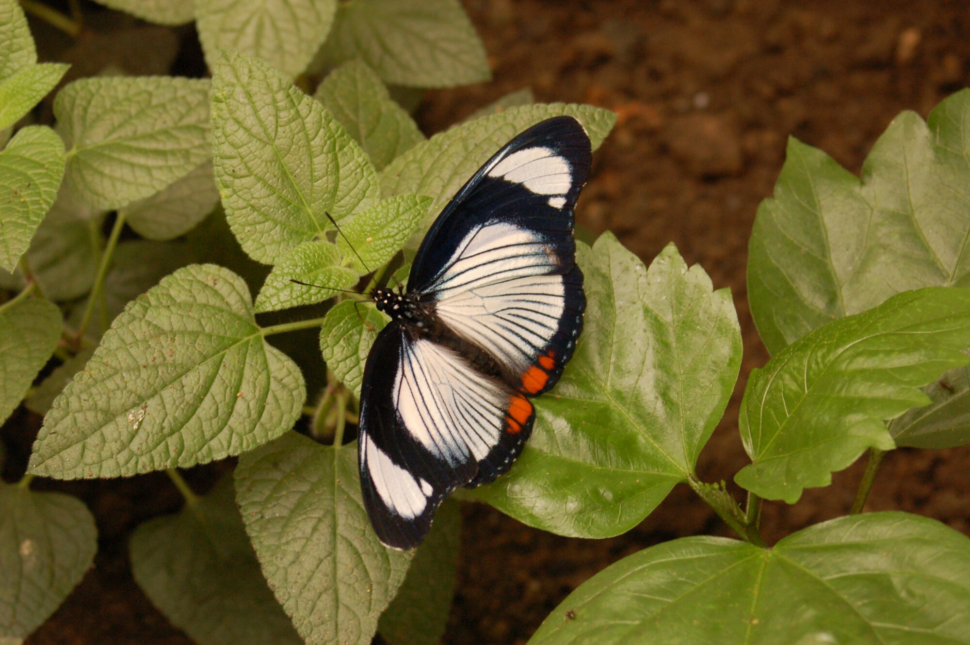 SPANGDAHLEM AIR BASE, Germany – A butterfly basks on a leafy plant at the Butterfly Garden in Grevenmacher, Luxembourg July 6, 2008.  The Butterfly Garden is one of many places in the Rheinland-Pfalz region of Germany to visit, especially during Explore the Eifel Week offered to base residents. The garden is also host to a menagerie of various insects, a diversity of plants and hundreds of butterflies. Photo by Staff Sgt. Kristin Ruleau