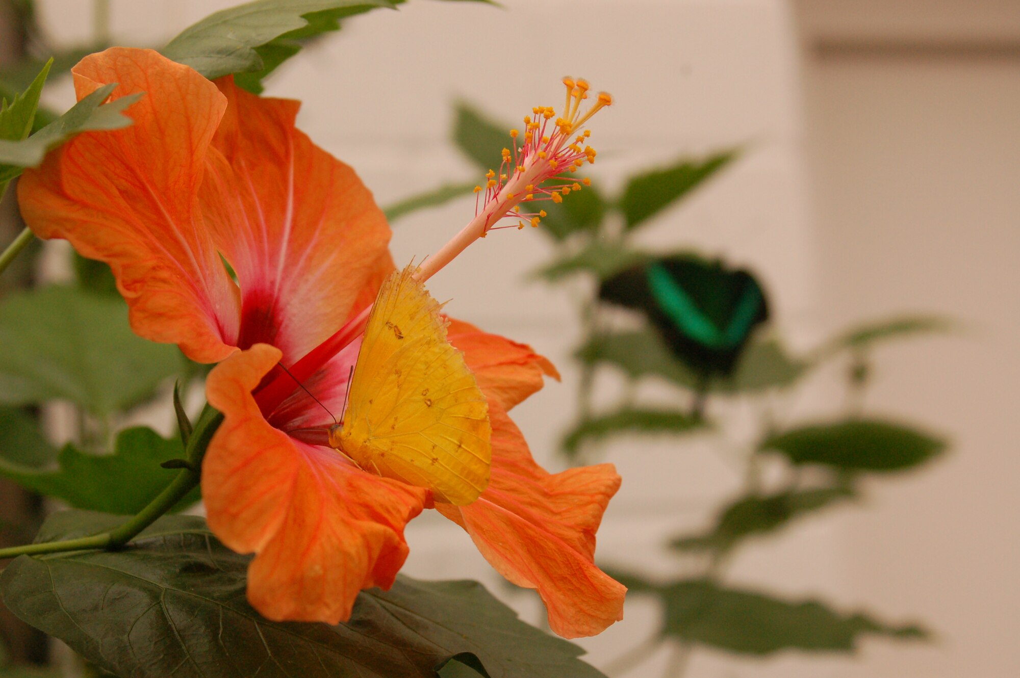 SPANGDAHLEM AIR BASE, Germany – A butterfly pollinates a hibiscus flower at the Butterfly Garden in Gravenmacher, Luxembourg July 6, 2008.  The Butterfly Garden is one of many places in the Rheinland-Pfalz region of Germany to visit, especially during Explore the Eifel Week offered to base residents. The garden is also host to a menagerie of various insects, a diversity of plants and hundreds of butterflies. Photo by Staff Sgt. Kristin Ruleau