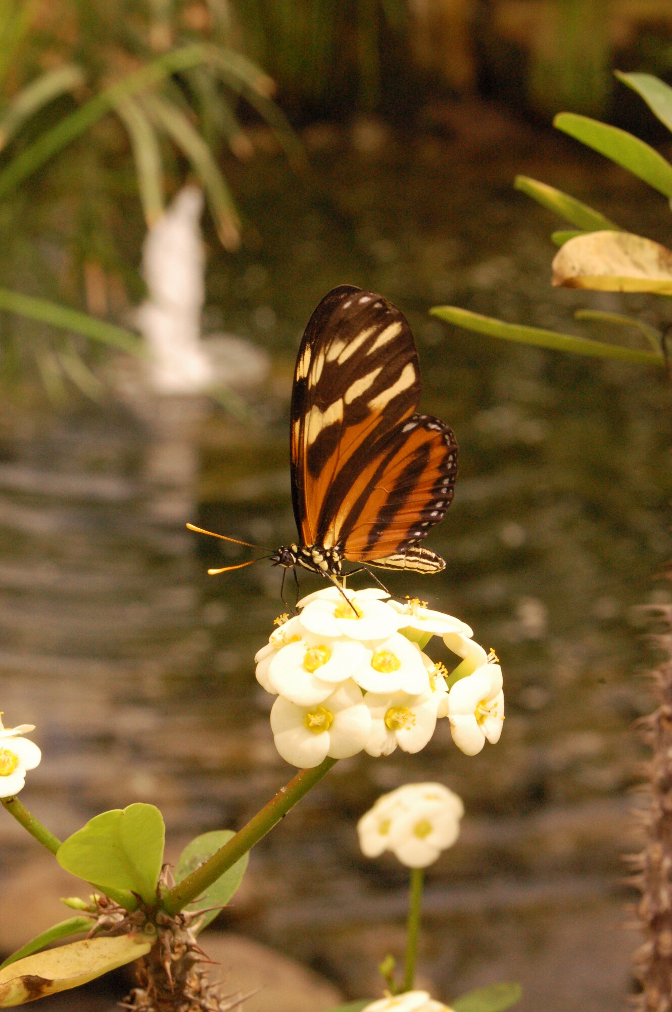 SPANGDAHLEM AIR BASE, Germany – A butterfly pollinates flowers at The Butterfly Garden in Gravenmacher, Luxembourg July 6, 2008.  The Butterfly Garden is one of many places in the Rheinland-Pfalz region of Germany to visit, especially during Explore the Eifel Week offered to base residents. The garden is also host to a menagerie of various insects, a diversity of plants and hundreds of butterflies. Photo by Staff Sgt. Kristin Ruleau