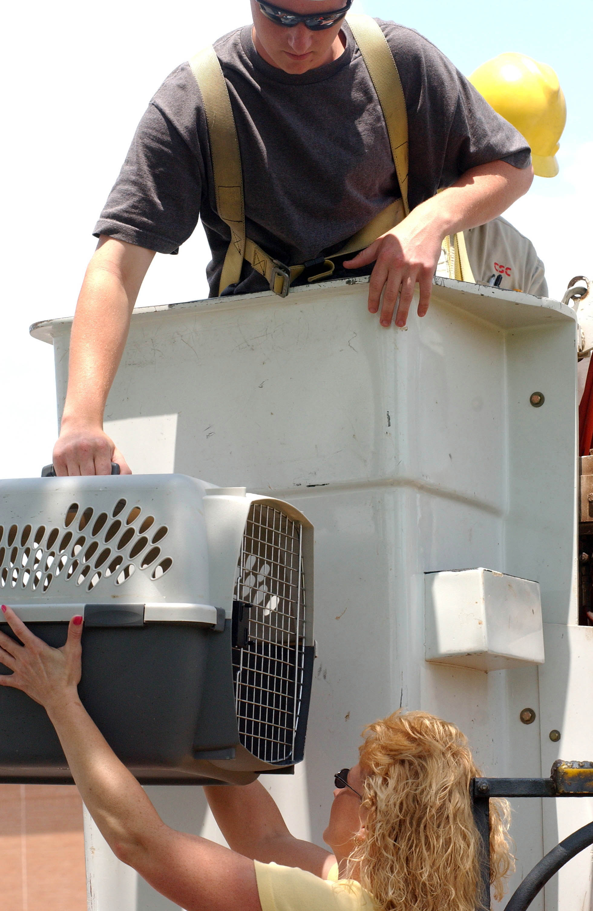 Kite nest removed to stop parents' aggressive behavior ...