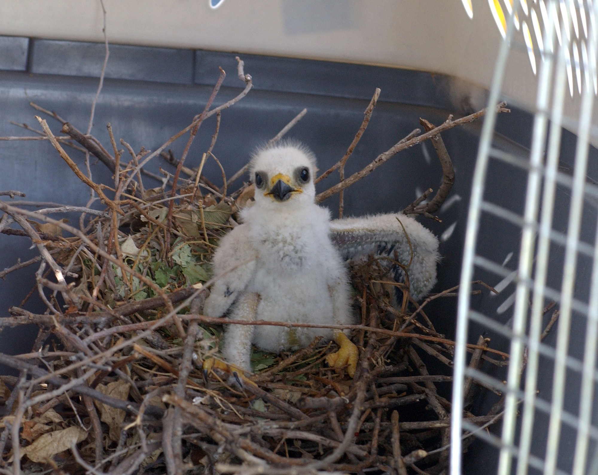 This Mississippi Kite baby and nest were removed from a tree near the Youth Center at Vance AFB, Okla. The parent kites’ increasingly aggressive behavior toward passers-by made removal the only option for the CSC Civil Engineer Department Environmental coordinator at Vance. The baby kite will be raised by a local wildlife rehab expert and released at maturity. (U.S. Air Force photo by Joe B. Wiles)