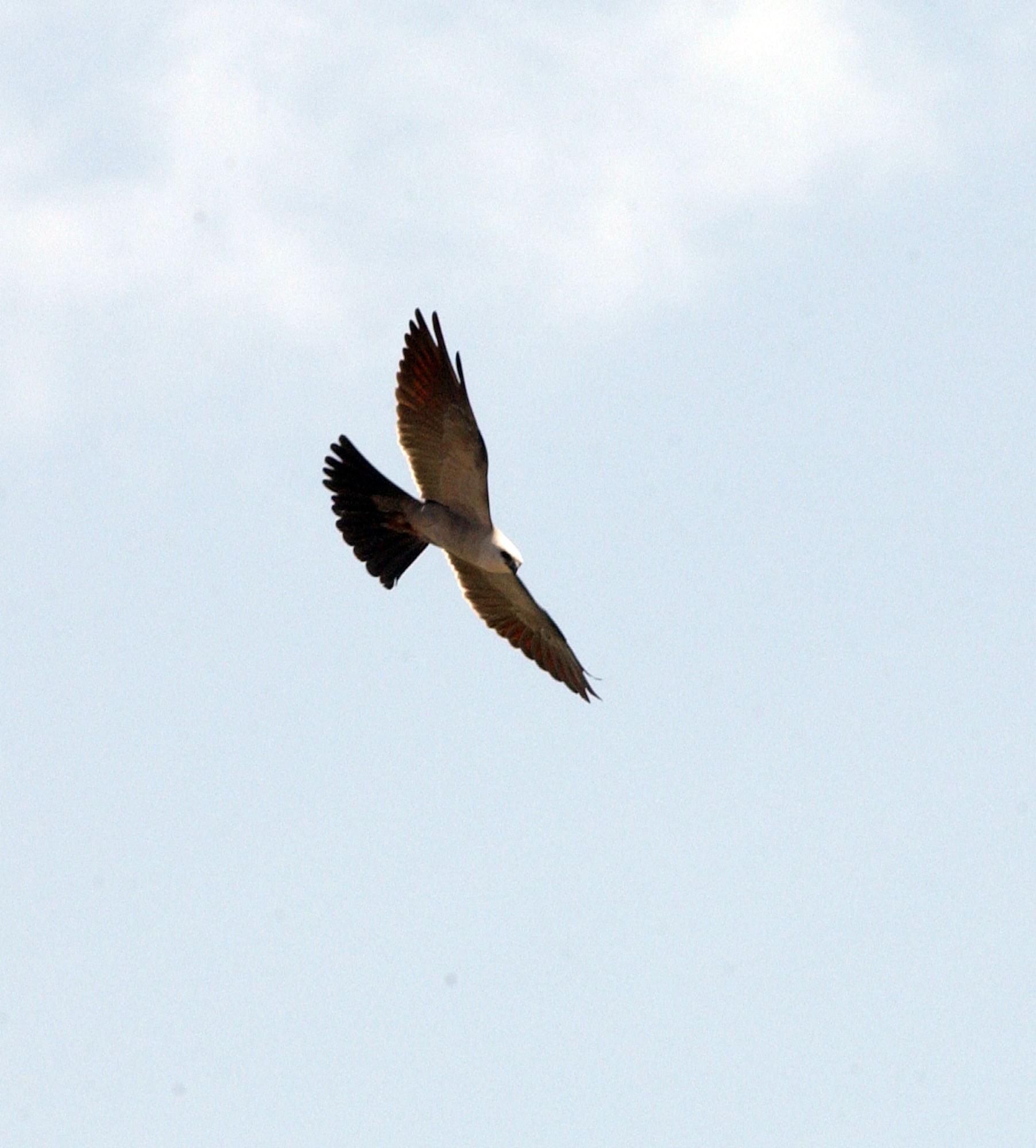 A Mississippi Kite, a small falcon, circles the tree where members of a local wildlife rehab facility and the CSC Civil Engineer Department at Vance AFB, Okla., remove its nest and two-week old nestling. The kite’s increasingly aggressive behavior defending the nest resulted in injury to people walking past. (U.S. Air Force photo by Joe B. Wiles)