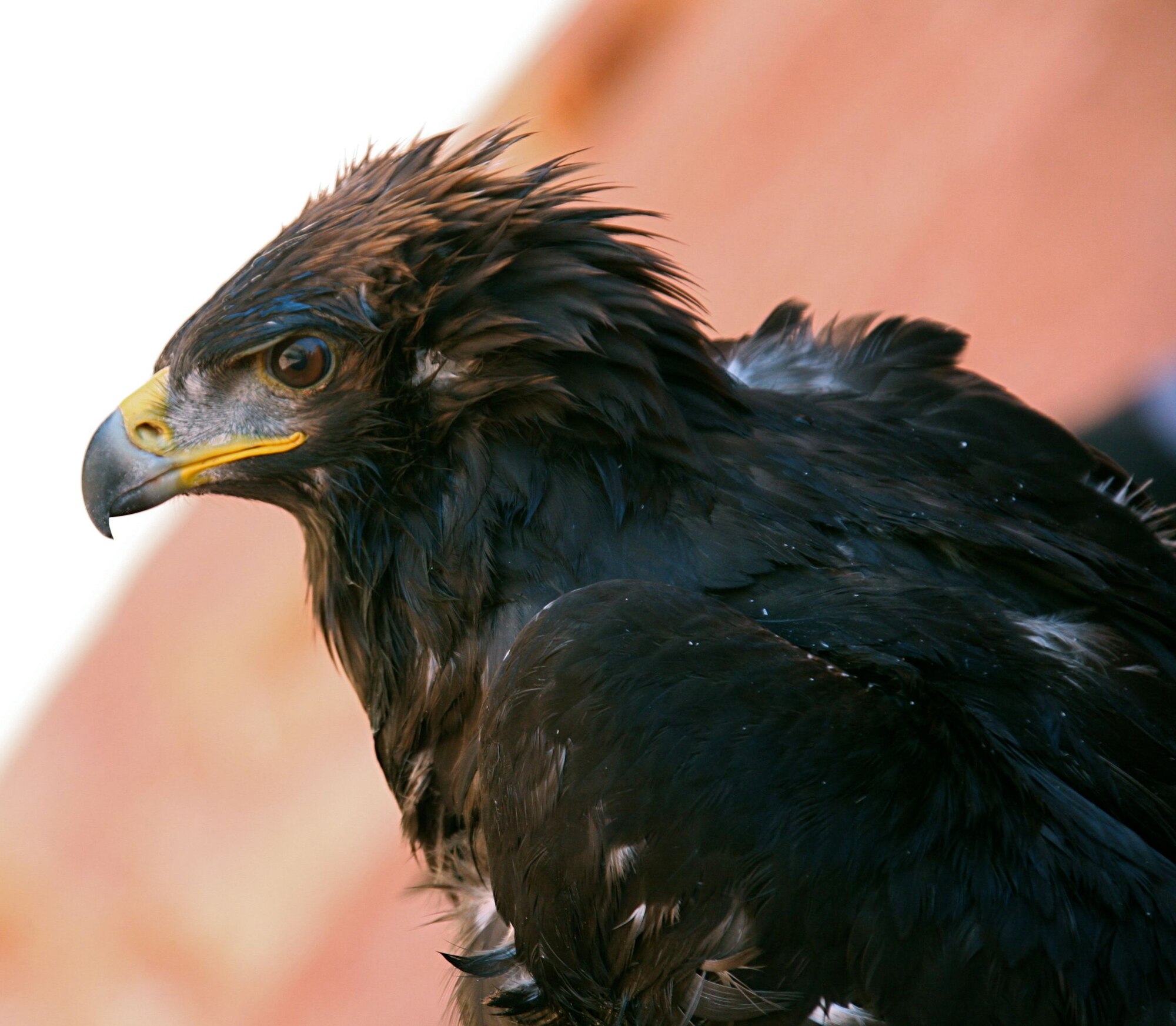 Cliff, the rescued Golden Eagle, perches, peering into the vast canyons of Lake Powell.