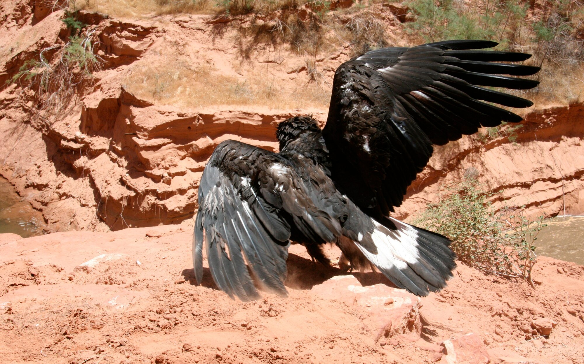 Cliff, the rescued Golden Eagle, attempts to take off but is unable due to an injured left wing.