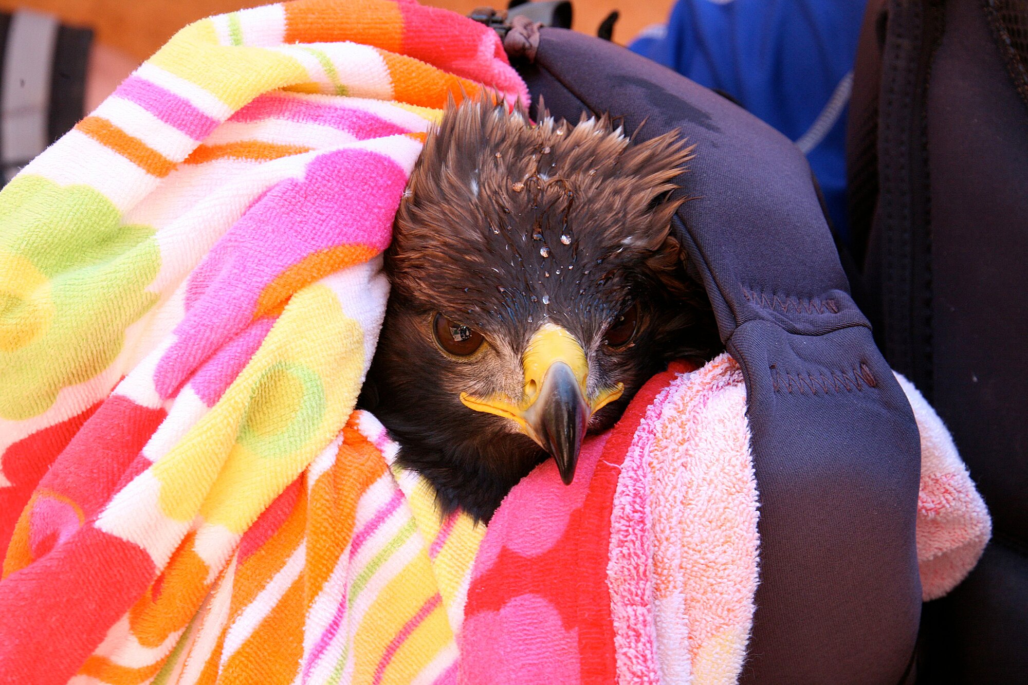 Cliff, the rescued Golden Eagle, peers from within his towel wrap and life vest as he prepares to be transported.