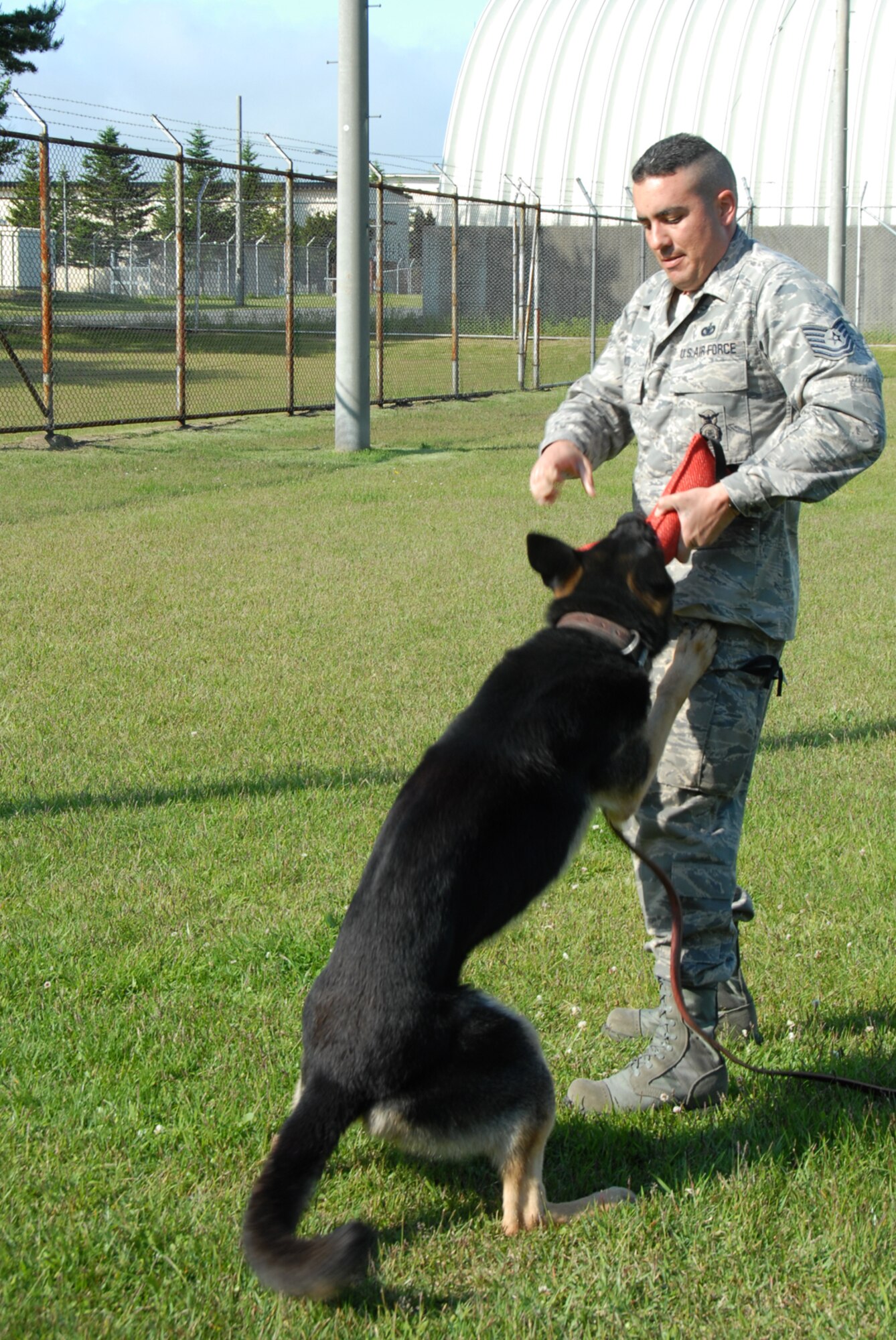 MISAWA AIR BASE, Japan -- Tech. Sgt. Thomas Rodd, 35th Security Forces Squadron, plays with Jumpy June 17, 2008.  This play-time is part of the training that military working dogs go through during their upgrade to 5-levels.  (U.S. Air Force photo by Senior Airman Laura McFarlane)