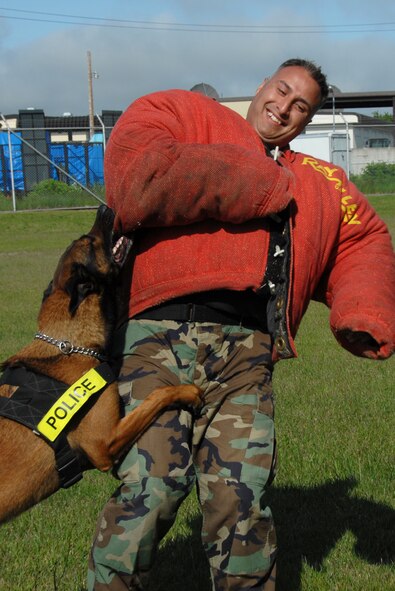 MISAWA AIR BASE, Japan -- Staff Sgt. Manual Garcia, 35th Security Forces Squadron, is attacked by Diego, 35th SFS military working dog, June 17. The dogs learn attack techniques starting from basic training and continue through their career. (U.S. Air Force photo/Senior Airman Laura McFarlane) 

