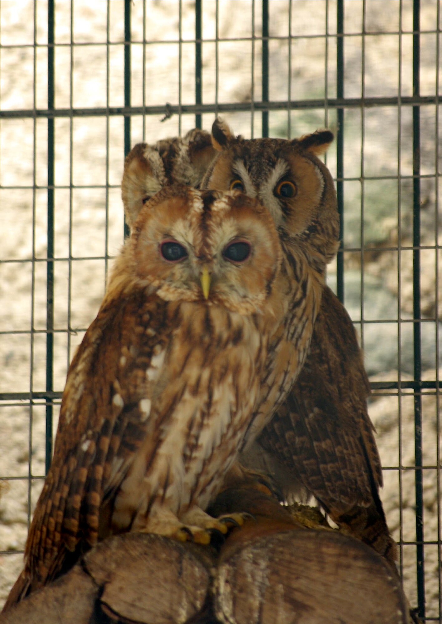 A trio of Uhus (Eurasian Eagle Owls), watch as visitors to the Adler und Wolfspark in Pelm bei Gerolstein tour the park's bird habitat.  The Eagle Owl is found in mountains and forests with cliffs and rocky areas, usually nesting on cliff ledges.  They live for around 20 years in the wild, but with proper care can live as long as 60 years in captivity.