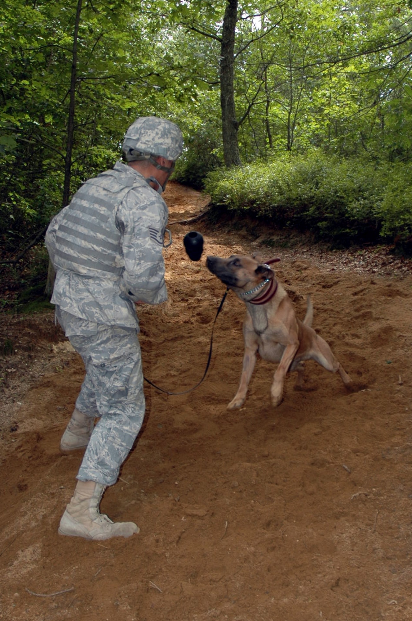 Staff Sgt. Matthew Hernandez rewards his military working dog Grant, both from the 48th Security Forces Squadron, RAF Lakenheath, England, during detection techniques training in the Air Force Phoenix Warrior Training Course July 10, 2008, on a Fort Dix, N.J., range.  Both were preparing for upcoming deployments.  Phoenix Warrior is taught by the U.S. Air Force Expeditionary Center's Expeditionary Operations School and the 421st Combat Training Squadron.  (U.S. Air Force Photo/Staff Sgt. Paul R. Evans)
