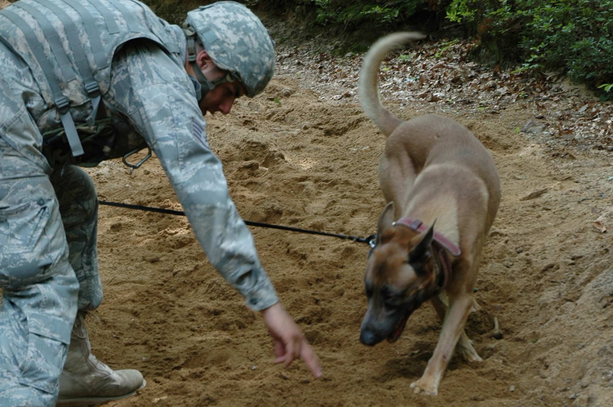 Staff Sgt. Matthew Hernandez and his military working dog Grant, both from the 48th Security Forces Squadron, RAF Lakenheath, England, practice detection techniques during training in the Air Force Phoenix Warrior Training Course July 10, 2008, on a Fort Dix, N.J., range.  Both were preparing for upcoming deployments.  Phoenix Warrior is taught by the U.S. Air Force Expeditionary Center's Expeditionary Operations School and the 421st Combat Training Squadron.  (U.S. Air Force Photo/Staff Sgt. Paul R. Evans)