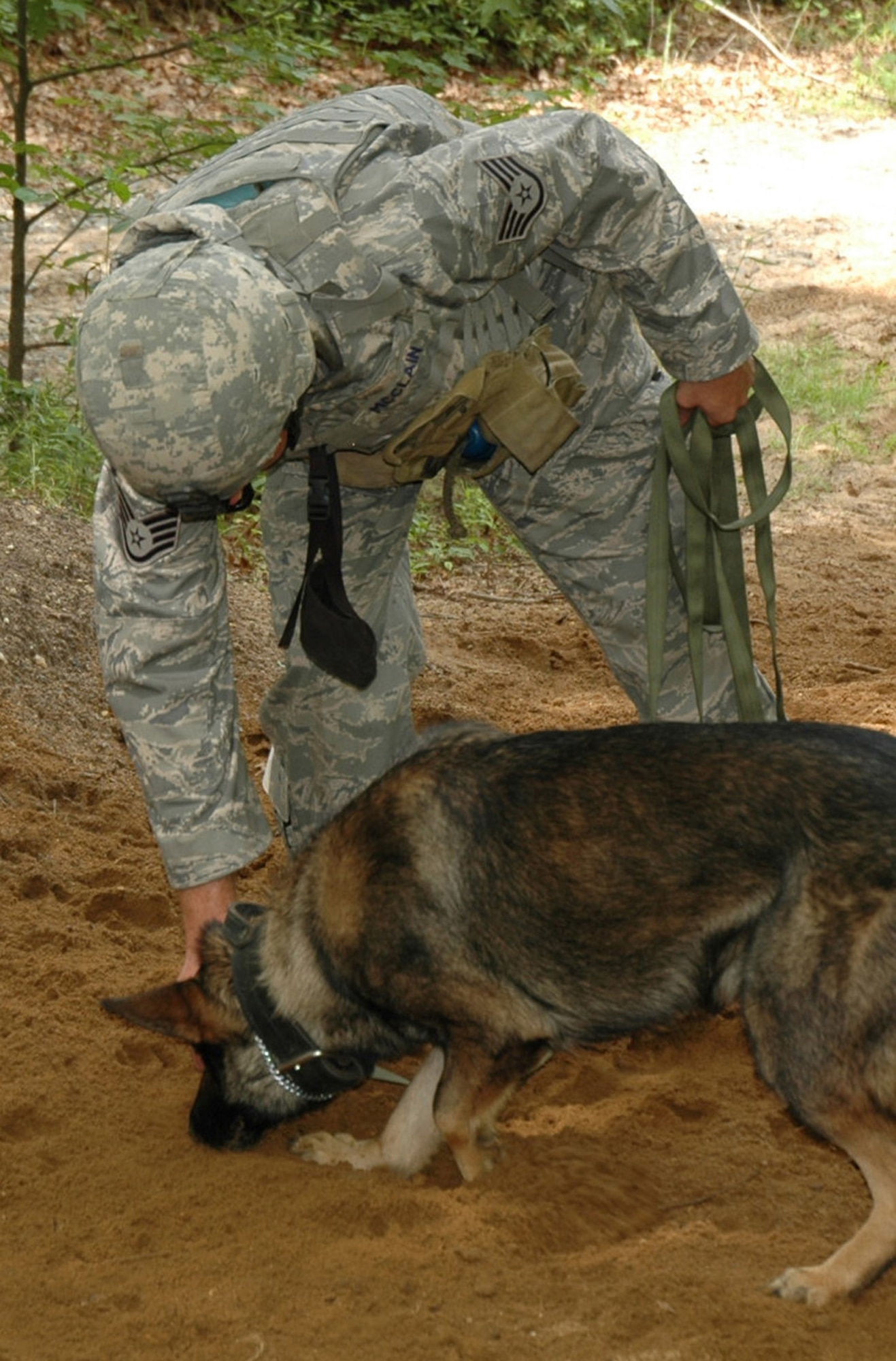 Staff Sgt. David McClain and his military working dog Bak, both from the 43rd Security Forces Squadron, Pope Air Force Base, N.C., practice detection techniques during training in the Air Force Phoenix Warrior Training Course July 10, 2008, on a Fort Dix, N.J., range.  Both were preparing for upcoming deployments.  Phoenix Warrior is taught by the U.S. Air Force Expeditionary Center's Expeditionary Operations School and the 421st Combat Training Squadron.  (U.S. Air Force Photo/Staff Sgt. Paul R. Evans)