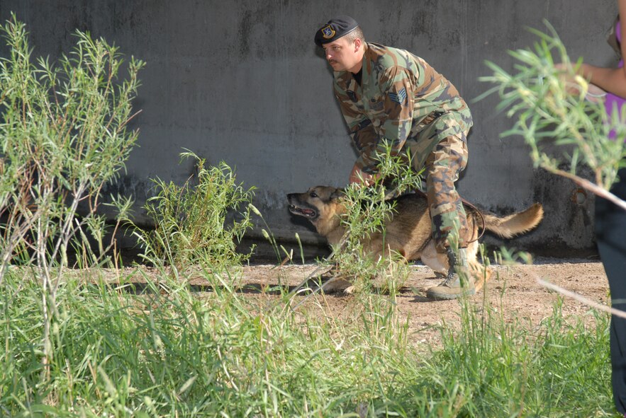 Staff Sgt. Robert Haglund, 90th Security Forces Squadron, prepares to release his military working dog Paco on a fleeing suspect after rendering a challenge. Paco is an 8-year-old German Shepherd (Photos by Berni Ernst).
