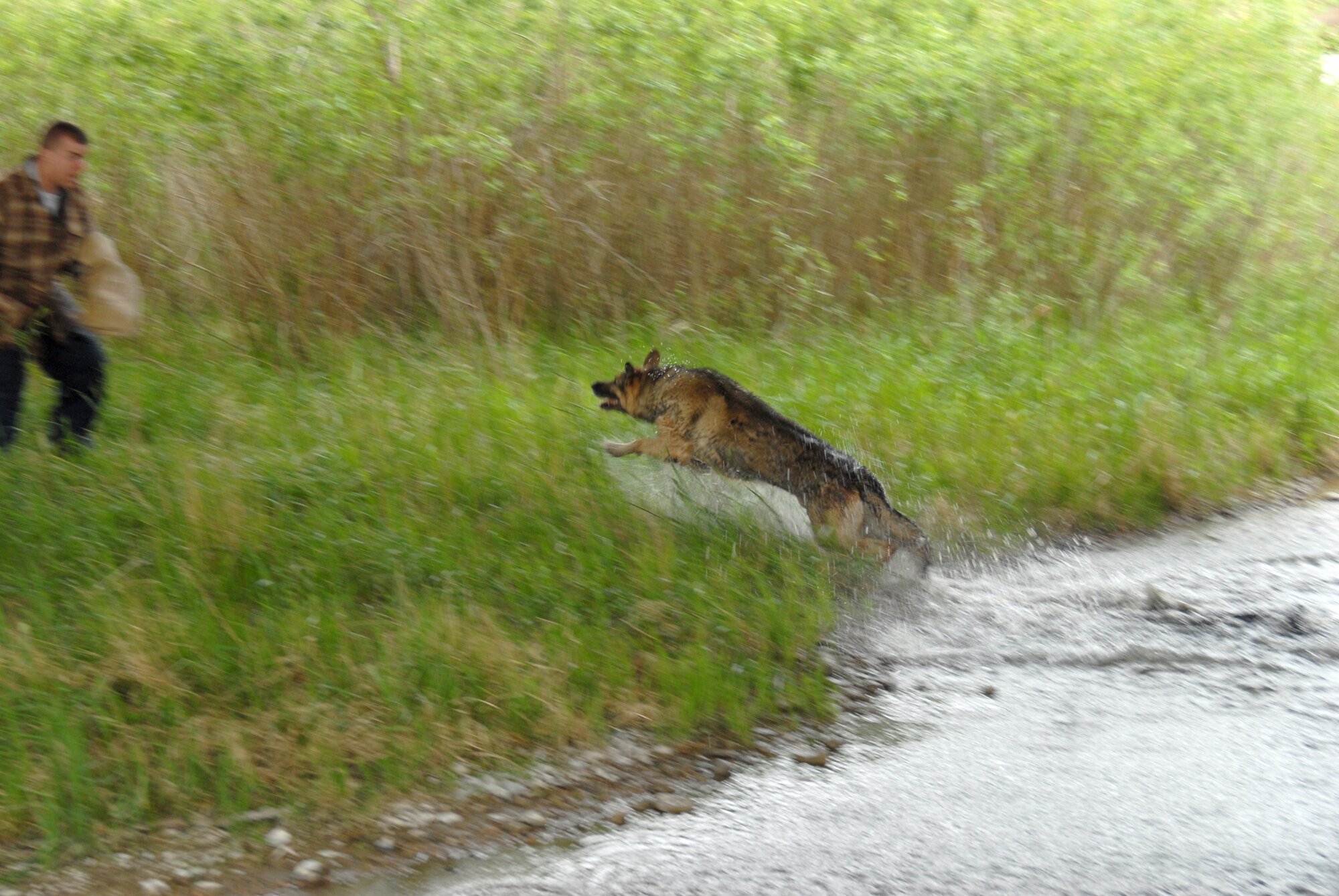 Military working dog Paco lunges from the water during a cross creek aggression on the northwest side of base. Staff Sgt. Larry Prewett, 90th Security Forces Squadron, portrays a criminal who tried to flee across a body of water thinking the dog would not give chase.