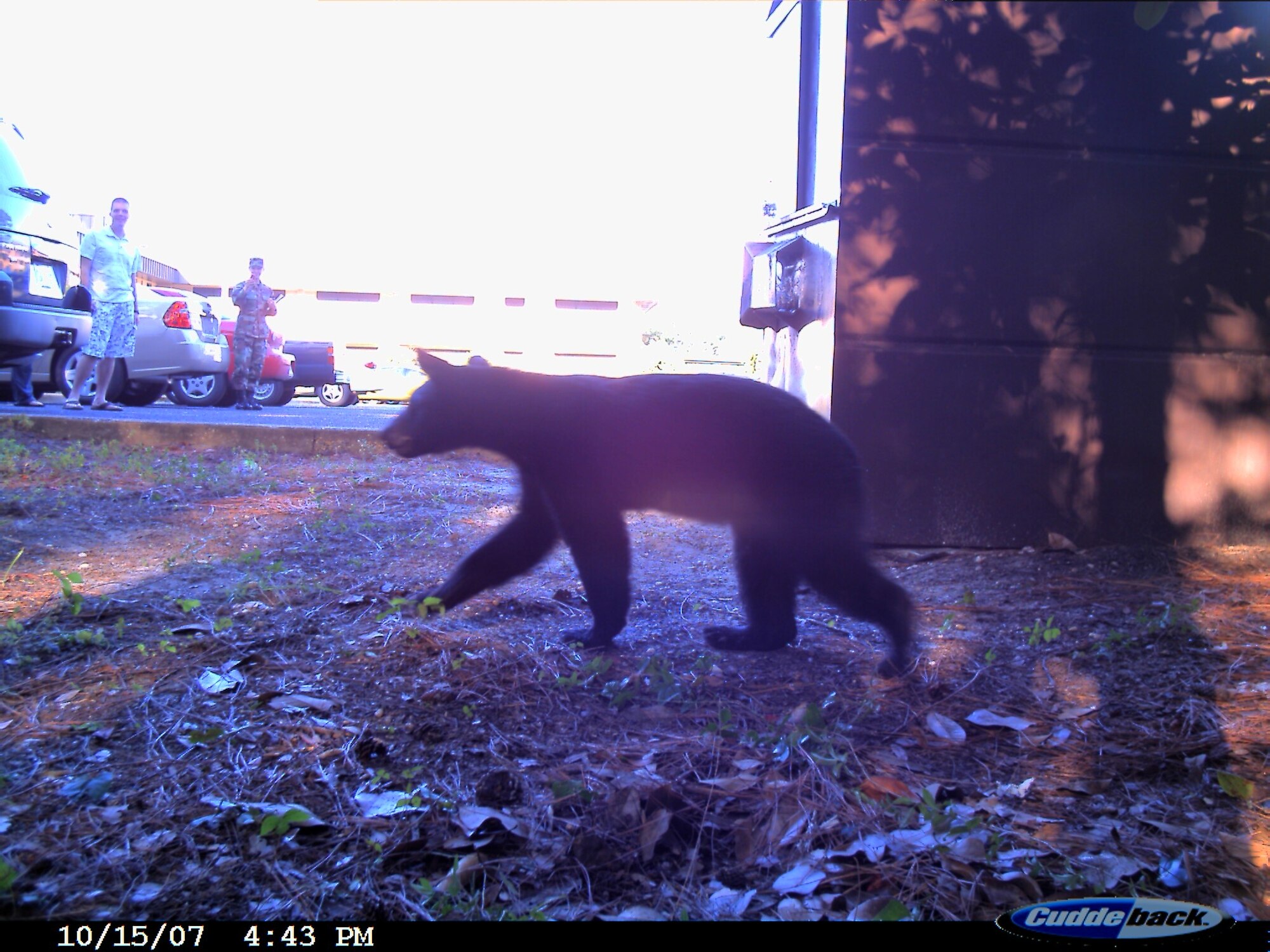 This bear cub was spotted near one of the dorms on base last year. (Courtesy photo)