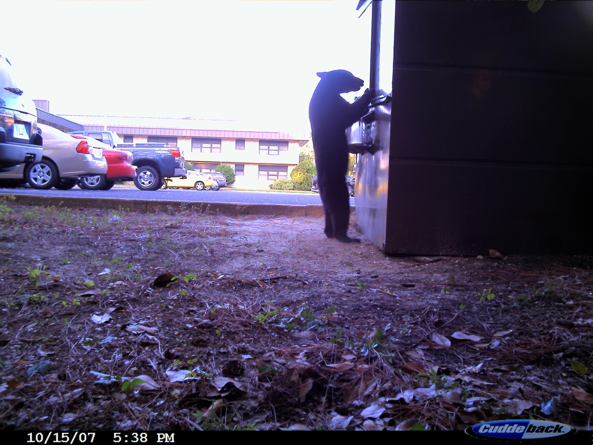 This bear cub was spotted eating out of the dumpster by one of the dorms on base last year. (Courtesy photo)