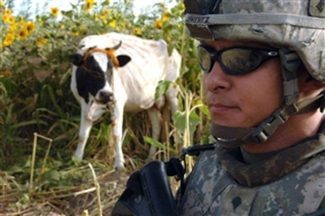 U.S. Army Spc. Francisco Jimenez stops near a cow while searching for weapon caches during an air assault mission in Sadr Yusifiyah, Iraq, July 13, 2008. Jimenez is assigned to the 101st Airborne Division's 1st Battalion, 187th Infantry Regiment. 

