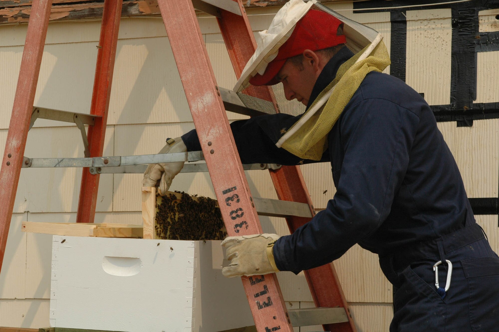 Airman 1st  Class Steven Seibert, a 60th CES pest management journeyman gives a glimpse to the number of bees on one partition of a “false hive,” where pest control managers hold the bees after removing them from building wall. (U.S. Air Force photo/Senior Airman Shaun Emery)