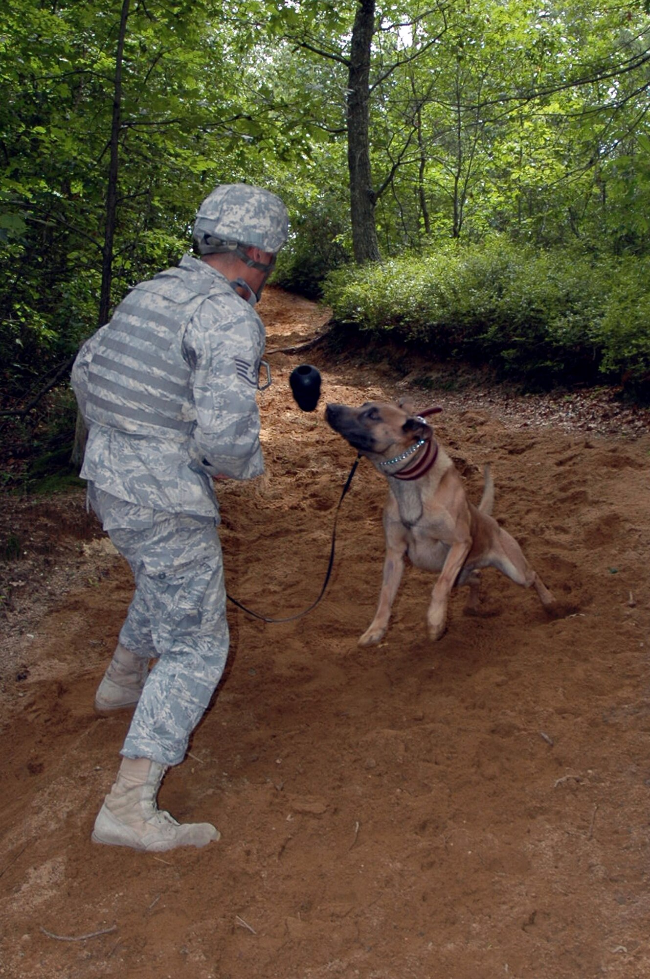 Staff Sgt. Matthew Hernandez rewards his military working dog, Grant, during detection techniques training in the Air Force Phoenix Warrior Training Course July 10 at Fort Dix, N.J. Phoenix Warrior is taught by members of the Air Force Expeditionary Center's Expeditionary Operations School and the 421st Combat Training Squadron. Sergeant Hernandez is from Royal Air Force Lakenheath, England. (U.S. Air Force photo/Staff Sgt. Paul R. Evans) 
