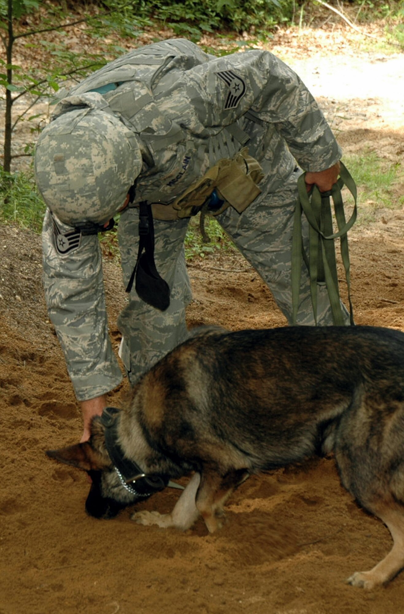Staff Sgt. David McClain and his military working dog, Bak, practice detection techniques during training in the Air Force Phoenix Warrior Training Course July 10 at Fort Dix, N.J. Phoenix Warrior is taught by members of the Air Force Expeditionary Center's Expeditionary Operations School and the 421st Combat Training Squadron. Sergeant McClain is from Pope Air Force Base, N.C. (U.S. Air Force photo/Staff Sgt. Paul R. Evans) 
