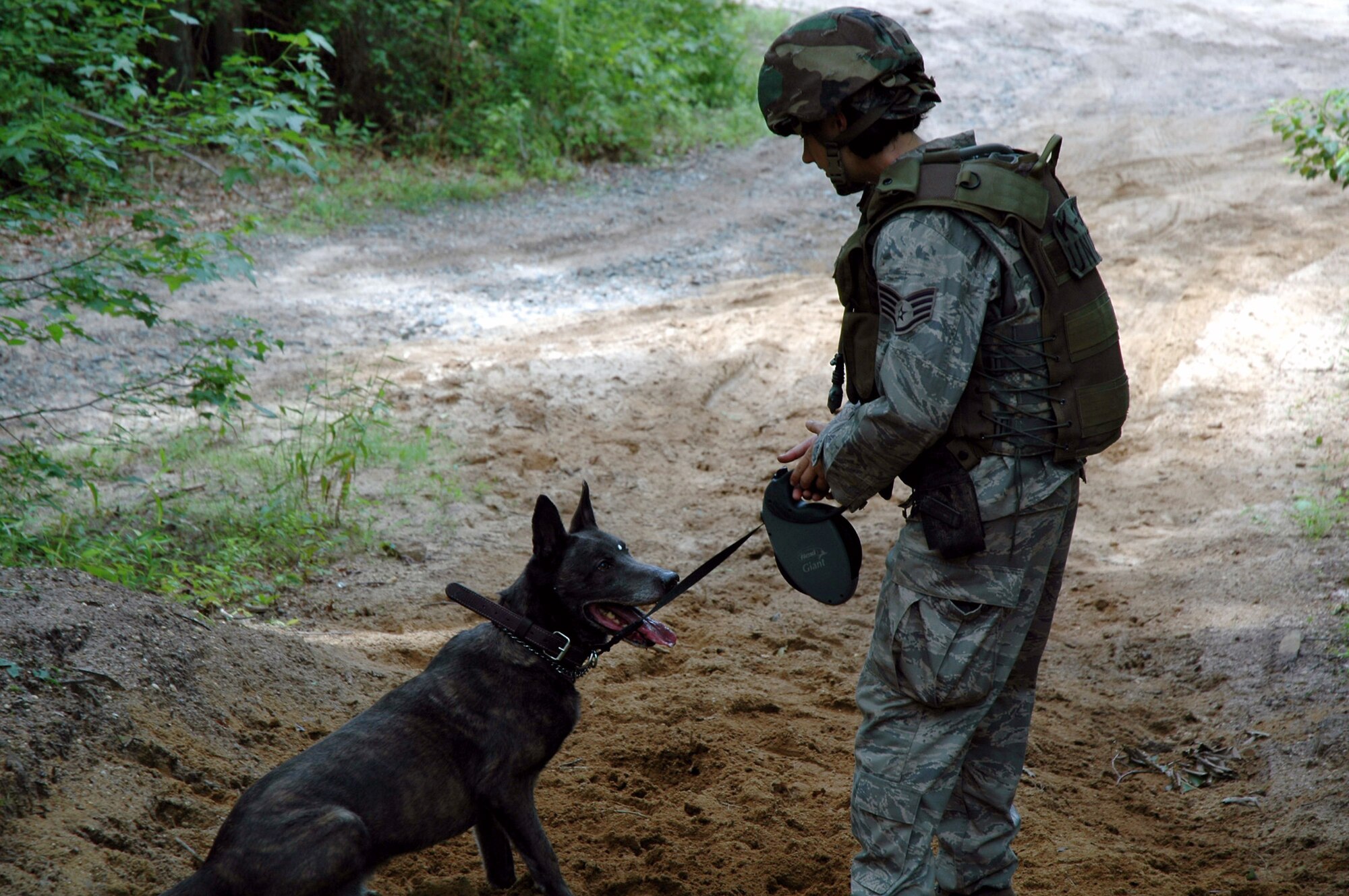 Staff Sgt. Kristyne Feldman and her military working dog, Berry, practice detection techniques during training in the Air Force Phoenix Warrior Training Course July 10 at Fort Dix, N.J. Phoenix Warrior is taught by members of the Air Force Expeditionary Center's Expeditionary Operations School and the 421st Combat Training Squadron. Sergeant Feldman is from Royal Air Force Lakenheath, England. (U.S. Air Force photo/Staff Sgt. Paul R. Evans) 
