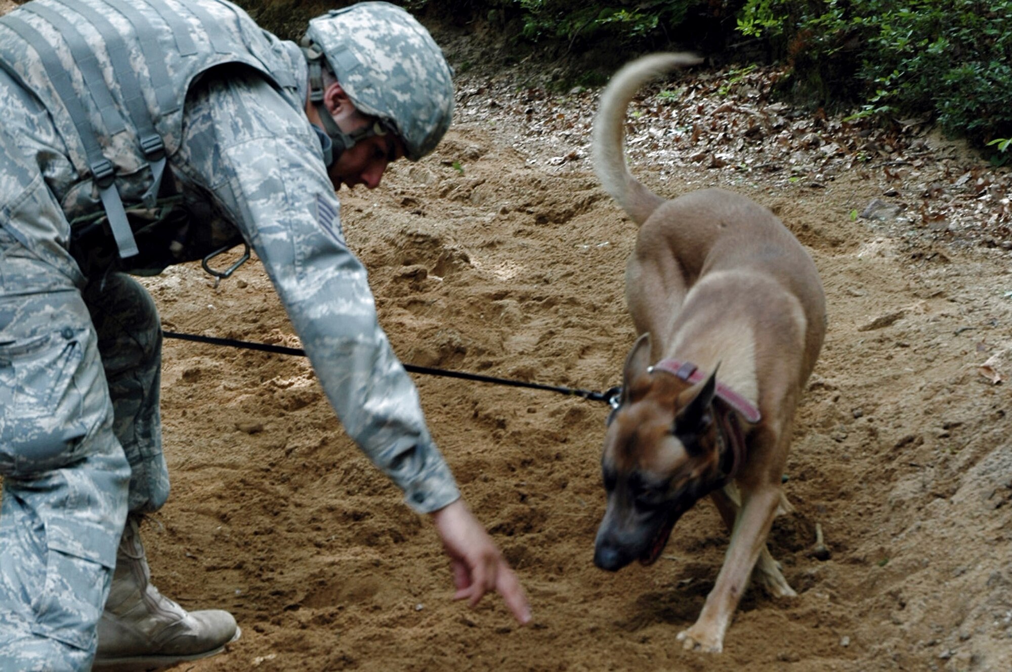 Staff Sgt. Matthew Hernandez and his military working dog, Grant, practice detection techniques during training in the Air Force Phoenix Warrior Training Course July 10 at Fort Dix, N.J. Phoenix Warrior is taught by members of the Air Force Expeditionary Center's Expeditionary Operations School and the 421st Combat Training Squadron. Sergeant Hernandez is from Royal Air Force Lakenheath, England. (U.S. Air Force photo/Staff Sgt. Paul R. Evans) 
