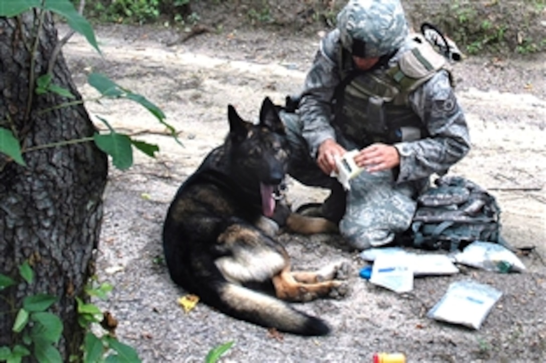 U.S. Air Force Staff Sgt. Chris Tener tends Filo, his military working dog, as part of the combat first aid course in Phoenix Warrior training on a range at Fort Dix, N.J., July 9, 2008. Tener and Filo are assigned to the 509th Security Forces Squadron based on Whiteman Air Force Base, Mo. 