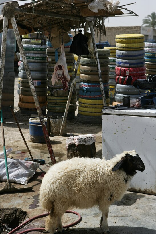 RAMADI, Iraq (July 18, 2008) – A picture of a street side butcher shop in Ramadi July 18. “Ramadi has many small road side butchers that are in notoriously unsanitary conditions,” said Chief Warrant Officer 2 Jason Morris, the Team 5 leader for Civil Affairs Detachment 2 attached to 1st Battalion, 9th Marine Regiment, Regimental Combat Team 1. “The butchers and farmers also discard the animal’s waste in the city’s fragile sewer system.” (Official U.S. Marine Corps photo by Sgt. Jeremy M. Giacomino) (RELEASED)