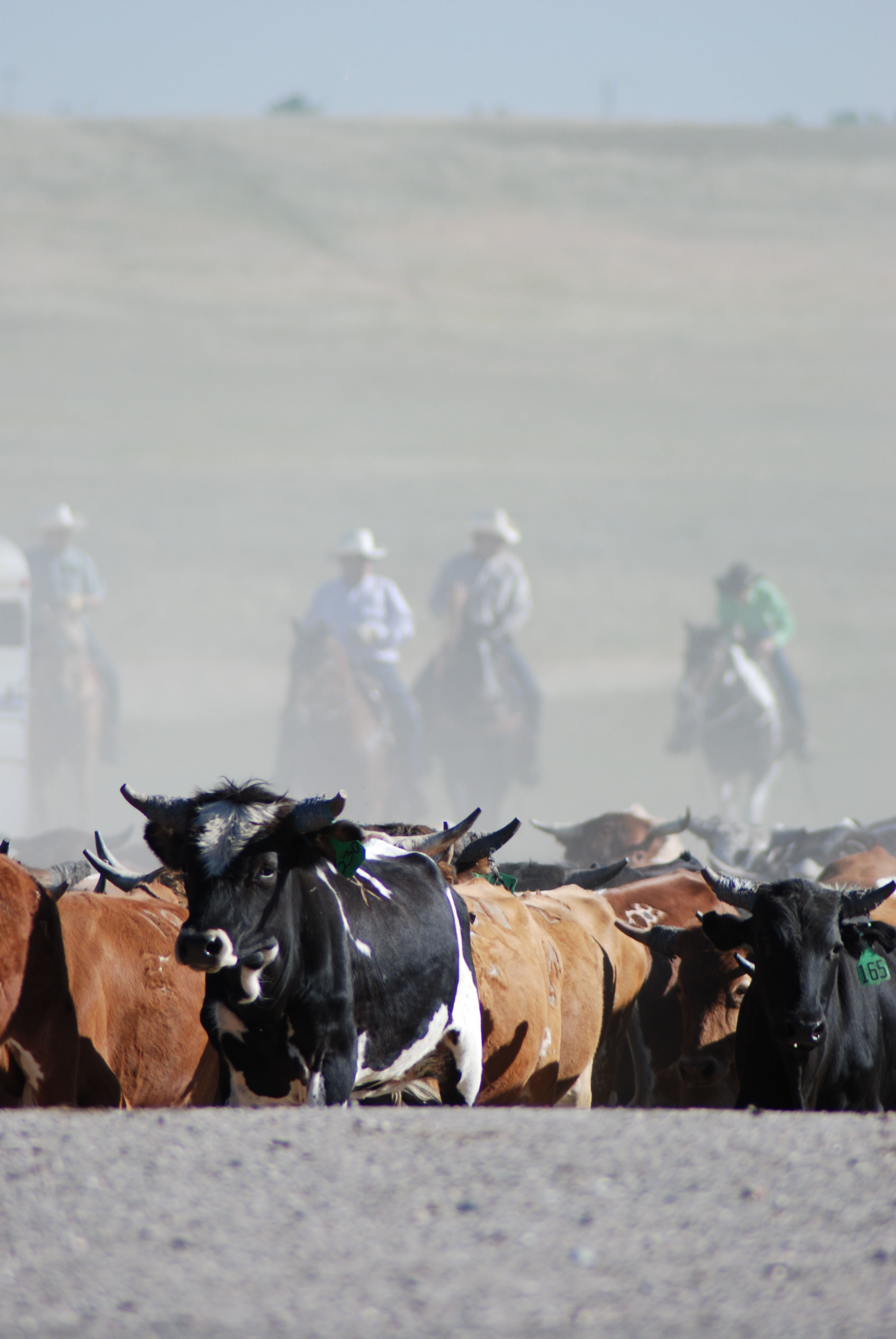 CFD cattle drive > F.E. Warren Air Force Base > News