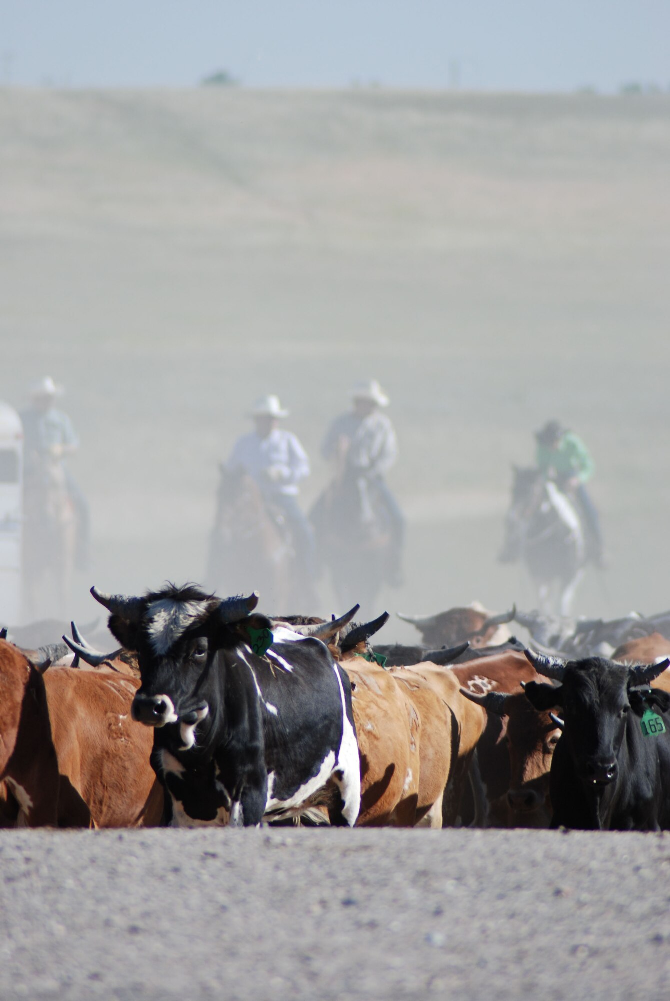 Cattle drivers guide the cattle out of the valley toward the road July 13. Once on the road, the cattle were driven toward Frontier Park on a service road alongside Interstate 25.