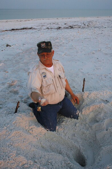 Johnny Jennings, 325th Civil Engineer Squadron Natural Resources wildlife technician, digs up Loggerhead turtle eggs on Tyndall Air Force Base's beach in order to relocate them to a safer location on high dunes. This nest, which was the 31st found on Tyndall AFB this year, contains 115 newly laid eggs. (U.S. Air Force photo/Airman 1st Class Veronica McMahon)