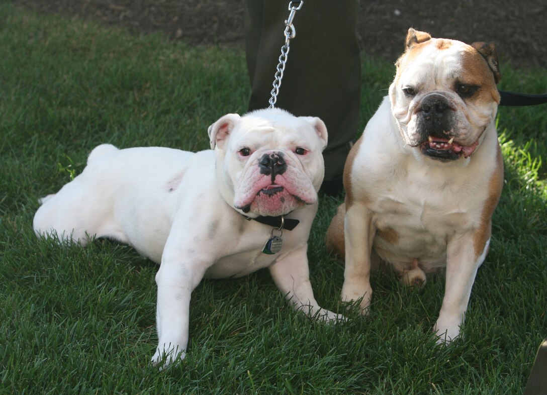 Sgt. Chesty XIII plays with Sgt. Chesty XII, the official mascot of Marine Barracks Washington, during a parade practice at Marine Barracks Washington, July 25. Chesty XII would retire minutes later and be succeeded by Chesty XIII.