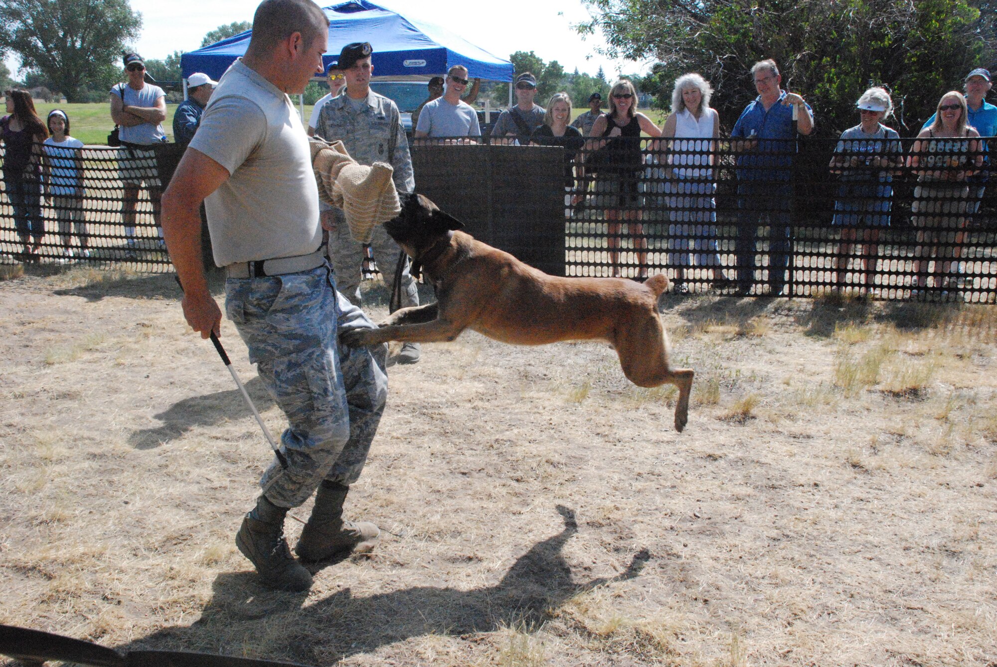 Zak, a Belgian Malinois military working dog, attacks decoy Staff Sgt. Stephen Williams, 90th Security Forces Squadron, in front of Fort D.A. Russell Days attendees July 20. (Photo by 1st Lt. Lisa Meiman).