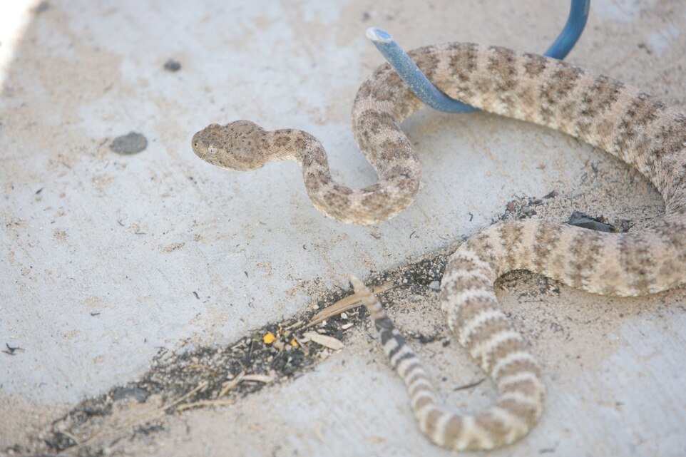 The Combat Center Natural Resources and Environmental Affairs office responded to a wildlife call of a speckled rattle snake found within the compound of the Exercise Support Division motor pool July 29, 2008. This snake is thought to be around 3 years old. It was released in the hills behind the Combat Center Hazardous Munitions and Recycling plant.