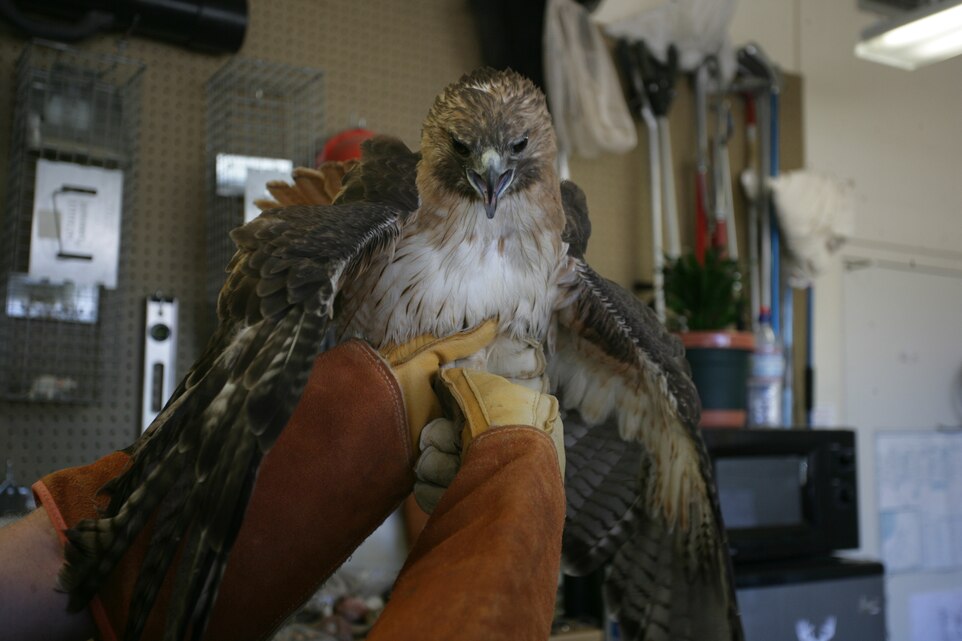 A Red-tailed Hawk is held at the Natural Resources Environmental Affairs office a few hours before it is released back in the wild July 30 behind the Combat Center’s Desert Winds Golf Course.  The Red-tailed Hawk was captured June 13 after being hit by at the Combat Center’s golf course after it was hit by a golf ball and was injured by the impact. To heal the hawk, NREA took it to the Coachella Valley Wild Bird Center, where it was brought back to health and its strength restored before being returned to NREA.