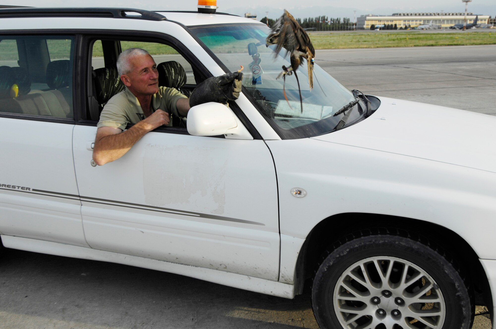 (08-05-31)  MANAS AB, KYRGYZSTAN -- Mr. Steve Farrell, PhoenixBird lead contractor and Mustang's trainer, rewards him after a succesful flight.  Mustang flies at daybreak and dusk hours to help clear the airspace for aircraft launching and recovering here in support of operations in Afghanistan. (U.S. Air Force/ Staff Sgt. Tabitha Kuykendall) (Released)