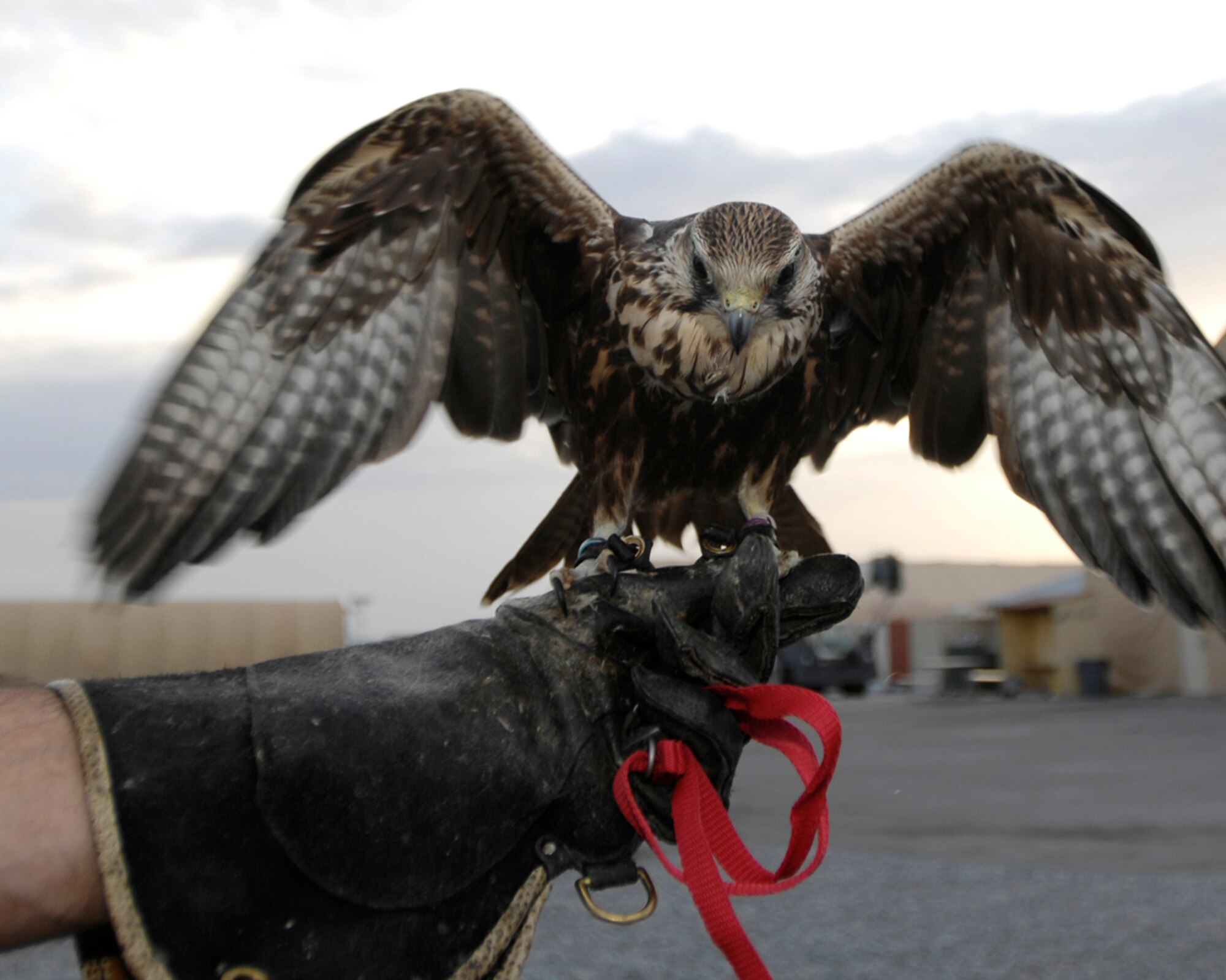 (08-05-31)  MANAS AB, KYRGYZSTAN -- "Mustang," a year old luger falcon is the first of its type in the area of responsibility to bolster the Bird/Wildlife Aircraft Strike Hazard, or BASH, program at Manas Air Base.  Mustang flies at daybreak and dusk hours to help clear the airspace for aircraft launching and recovering here in support of operations in Afghanistan. (U.S. Air Force/ Staff Sgt. Tabitha Kuykendall) (Released)