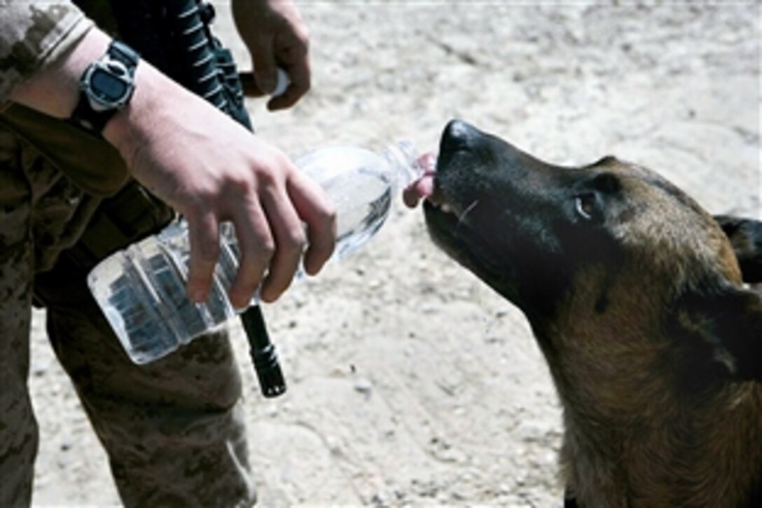 U.S. Marine Lance Cpl. Chase Paustian gives Waldo, a military working dog, a drink of water during Operation Gravel Dump, outside Jebadin, Iraq, May 28, 2008. 