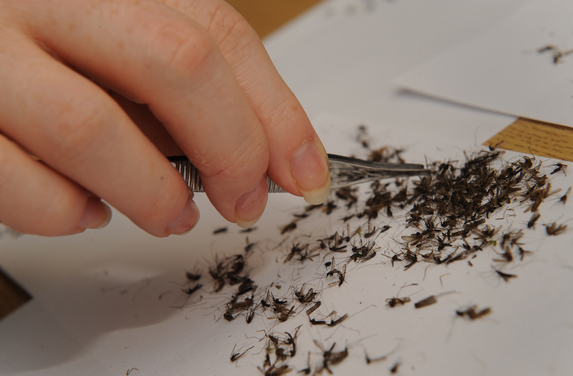 MOODY AIR FORCE BASE, Ga. -- Staff Sgt. Crystal Mateleska, 23rd Aeromedical Dental Squadron NCO-in-charge of community health, checks for female mosquitoes here June 6. Female mosquitoes are the main carrier of diseases that can be passed to humans when they are bitten by a mosquito. (U.S. Air Force photo by Senior Airman Gina Chiaverotti)