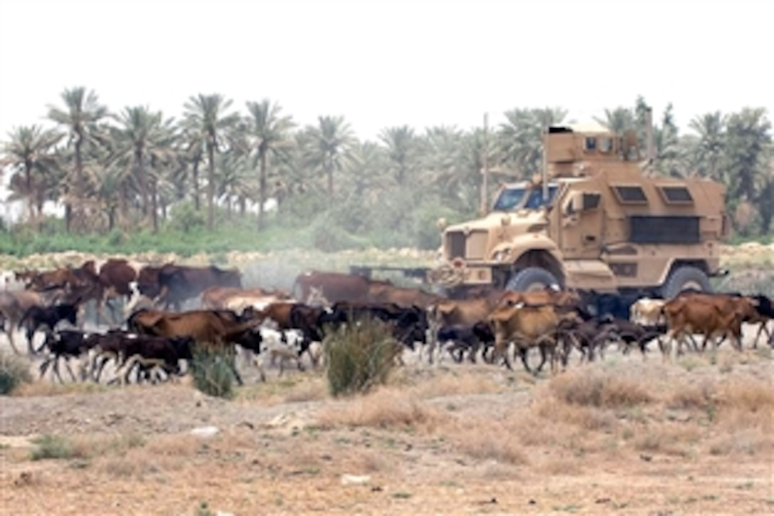 A herd of cattle surrounds a U.S. Army Mine Resistant Ambush Protected vehicle during Operation Fire Fortress in the Diyala province, Iraq, June 2, 2008. Operation Fire Fortress was launched to clear the influence of al-Qaida in the towns of Qubbah and Mukhisa in Iraq's  Diyala province. 
