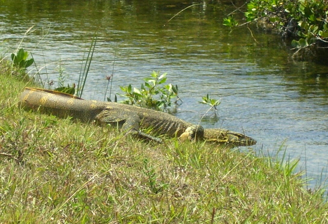A 6-foot long Nile Monitor Lizard was recently spotted basking along the banks of a canal near the South end of the Homestead Air Reserve Base runway. Homestead Air Reserve Base’s proximity between Everglades National Park and Biscayne National Park makes for a diverse array of wildlife which calls the installation’s hundreds of acres of both woodland and wetlands home. (Photo by Ileana Burns)
