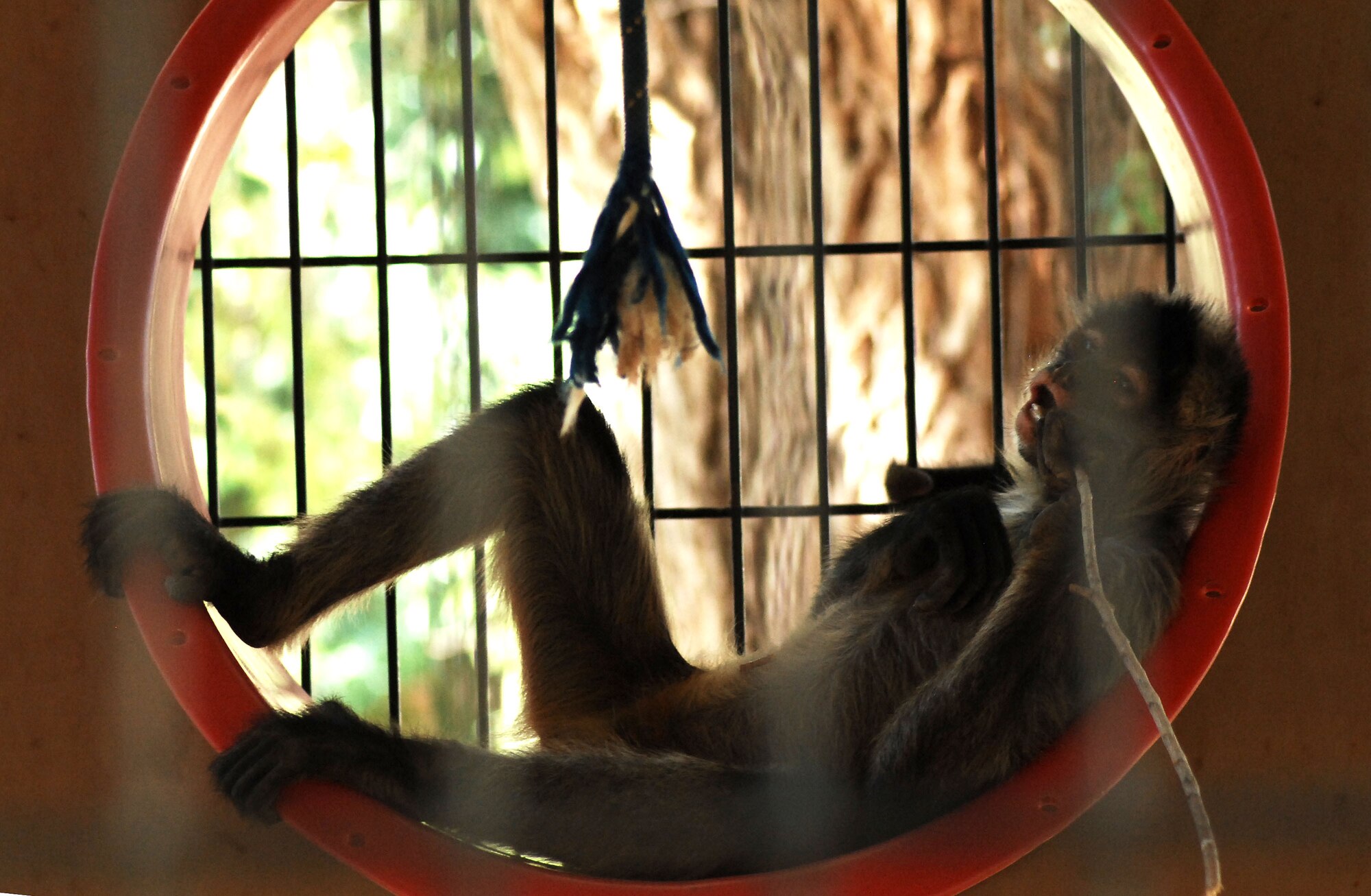 CANNON AIR FORCE BASE, N.M. --  A monkey relaxes in its home at the Hillcrest zoo. The zoo is the second largest in New Mexico and is open Tuesday to Sunday from 9 a.m. to 4:30 p.m. Entry fees are $1 for ages 3-12, $1.50 for military families, $2 for ages 13 and older, and children under two are admitted free. The zoo is located at 10th Street & Sycamore in Clovis. (U.S. Air Force photo/Senior Airman Liliana Moreno)