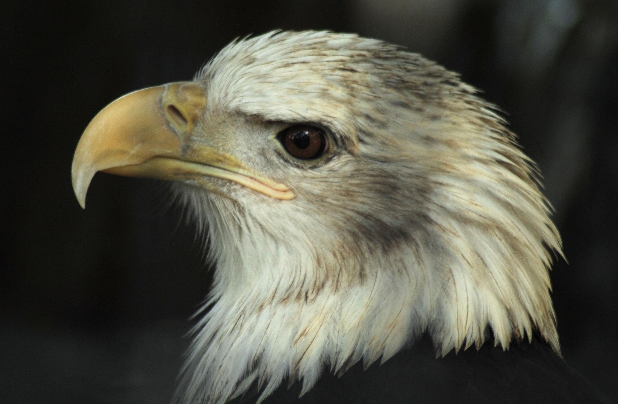 CANNON AIR FORCE BASE, N.M. -- An American bald eagle perches at the Hillcrest Park & Zoo. The zoo is the second largest in New Mexico and is open Tuesday to Sunday from 9 a.m. to 4:30 p.m. Entry fees are $1 for ages 3-12, $1.50 for military families, $2 for ages 13 and older, and children under two are admitted free. The zoo is located at 10th Street & Sycamore in Clovis. (U.S. Air Force photo/Senior Airman Liliana Moreno)