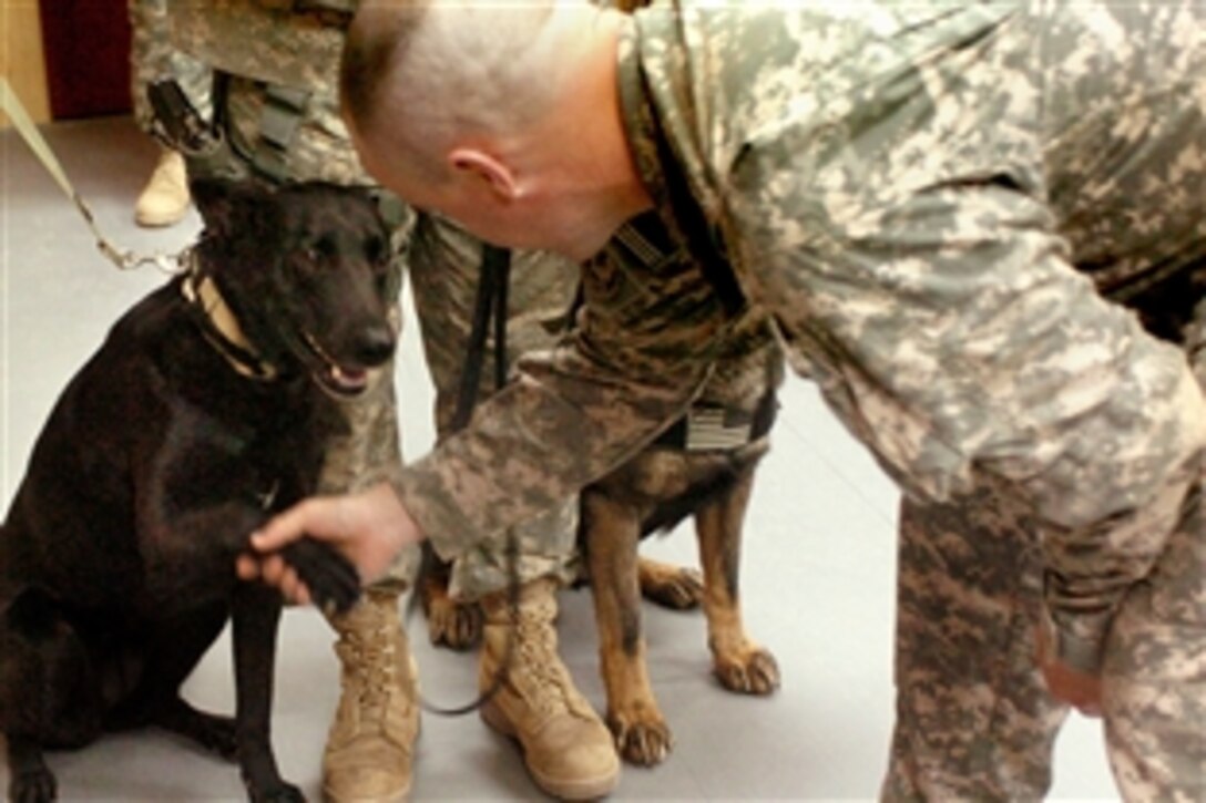 U.S. Army Capt. Stephen Johnson shakes the paw of Sgt. 1st Class Freida, a specialized search dog, after a re-enlistment ceremony on Forward Operating Base Hammer, Iraq, June 9, 2008. Johnson is commander of the 1st Armored Division's Headquarters Company, 2nd Brigade Combat Team.

