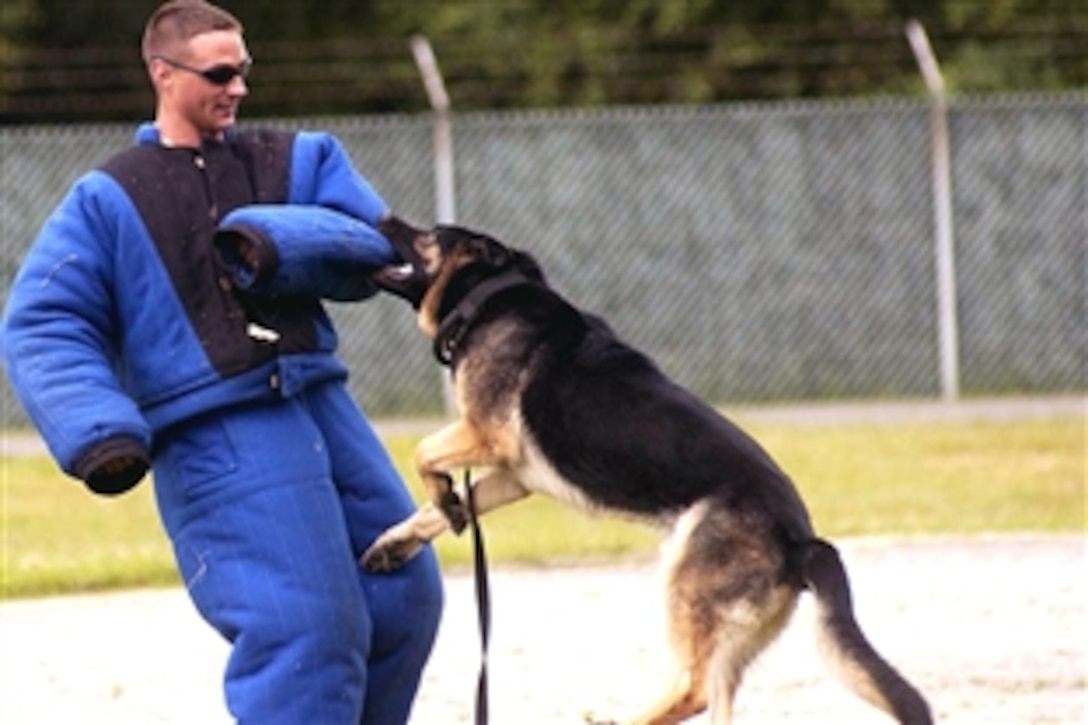 Alf, a three-year-old German shepherd assigned to the 230th Military Police Company in Miesau, Germany, attacks the "suspect" during a felony apprehension scenario of the 2008 U.S. Army Europe Military Working Dog Competition, June 11, 2008. Alf and his handler, Staff Sgt. Clayton Glover, also with the 230 Military Police Company, took Top Dog honors in the competition held on Miesau Army Depot in Kaiserslautern, Germany. 