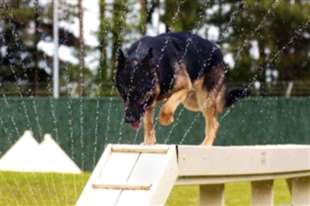 Alf, a 3-year-old German shepherd, goes through the wall of water on the dog walk obstacle in the obedience course, June 11, 2008, during the 2008 U.S. Army Europe Military Working Dog Competition on Miesau Army Depot in Kaiserslautern, Germany. Alf is assigned to the 230th Military Police Company in Miesau, Germany.