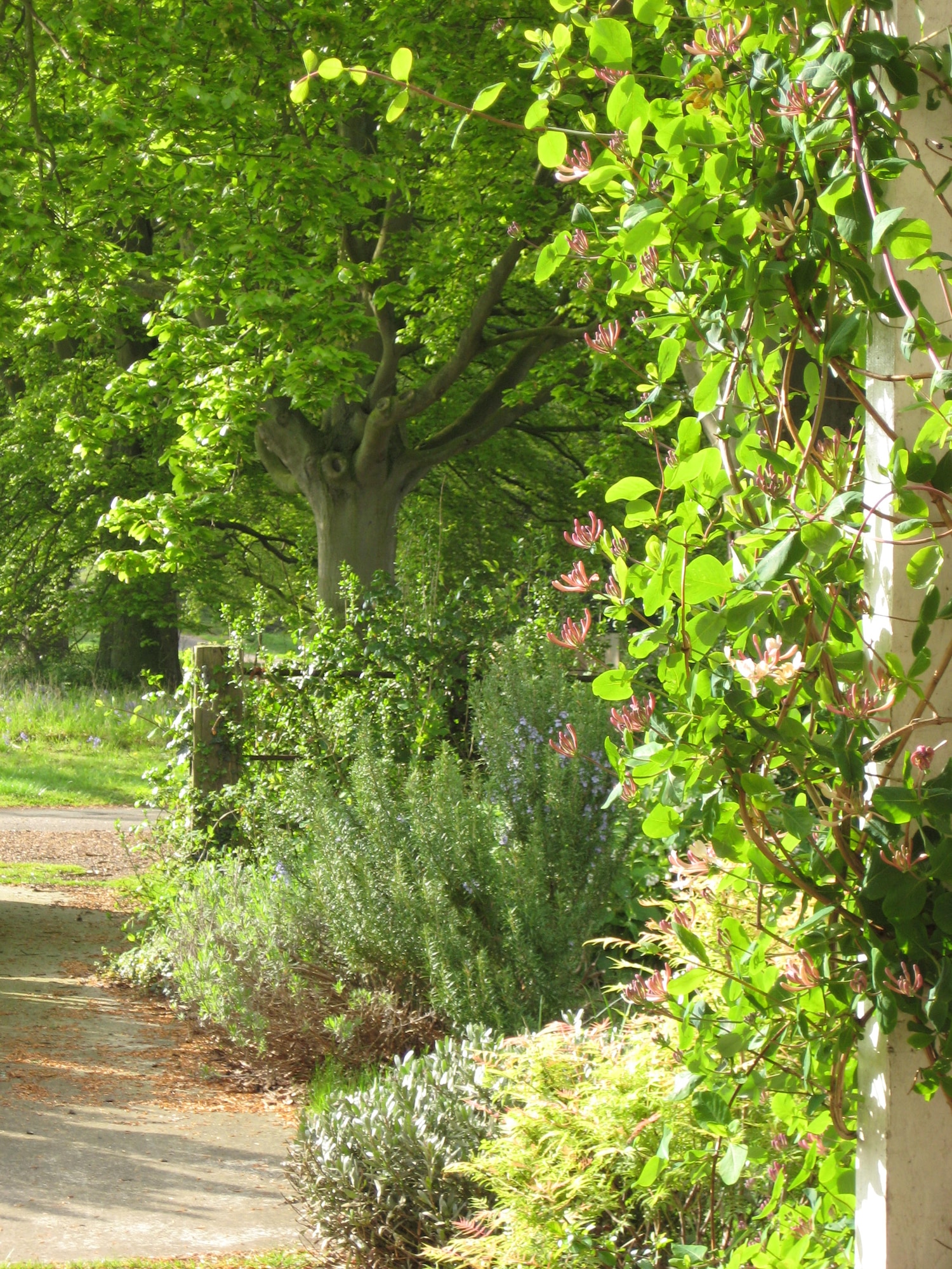 Honeysuckle, lavender and rosemary create heady fragrances, particularly at dawn and dusk. (Photo by Suzanne Harper)